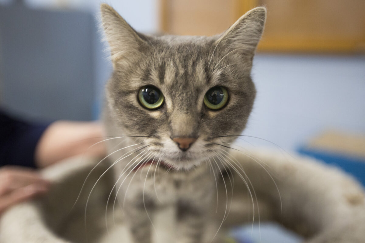 Davis animal shelter adopting out more animals this year News, Sports, Jobs StandardExaminer